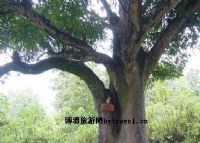 爱情树图片|爱情树门票多少钱|爱情树在哪里