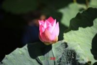 明星景区图片|明星景区门票多少钱|明星景区在哪里
