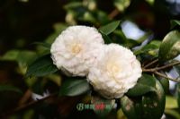 古茶花图片|古茶花门票多少钱|古茶花在哪里
