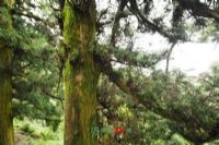 漾濞飞凤山图片|漾濞飞凤山门票多少钱|漾濞飞凤山在哪里